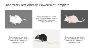 Slide of Different Type of Mice