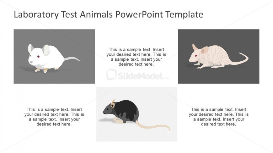 Slide of Different Type of Mice